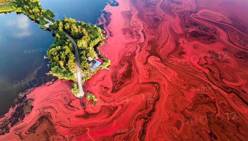 Red algae plant on the lake. abstract ecology nature concept, wild landscape with vibrant red colored water and green forest on a sunny day in summer, Aerial view, wilderness nature with no people around, AI generated