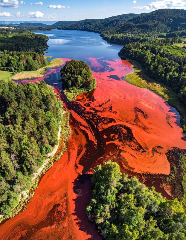 Red algae plant on the lake. abstract ecology nature concept, wild landscape with vibrant red colored water and green forest on a sunny day in summer, Aerial view, wilderness nature with no people around, AI generated