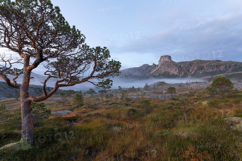 Magical morning fog on Steigtindvatnet in front of the majestic Steigtinden in Norway near Bodø. Typical pine forest and moss-covered rocks