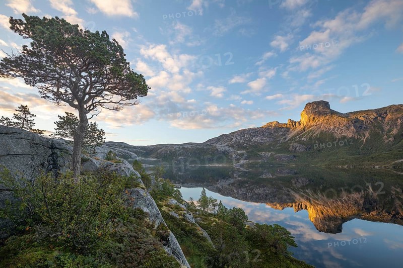 Morning dream over the quiet Steigtindvatnet near Bodø. Pine and reflection of Mount Steigtinden in the lake