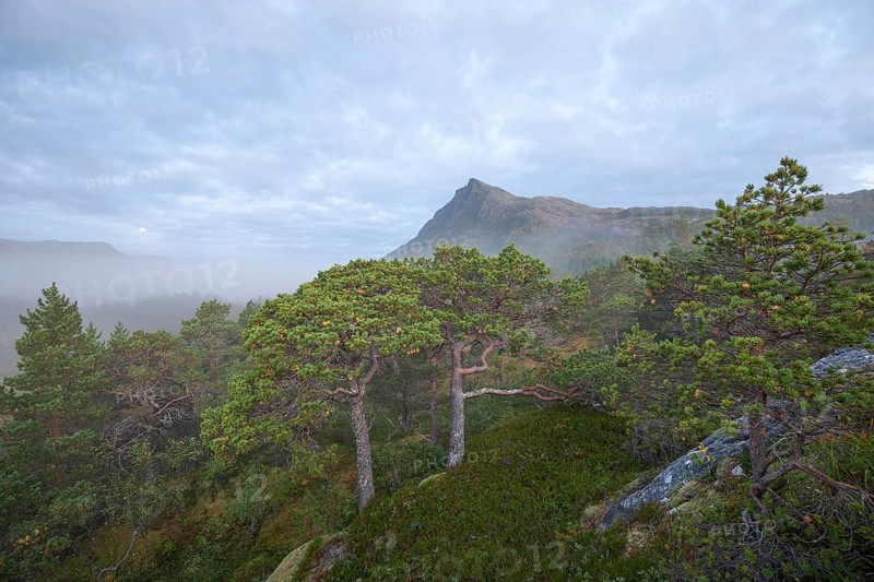 Fairytale dwarf pine forest in morning fog on Steigtindvatnet in front of the majestic Litltind in Norway near Bodø