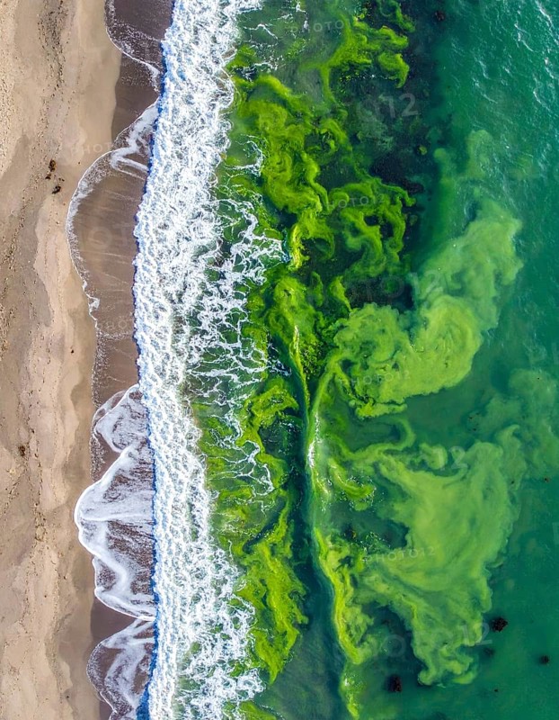 Green algae on the shore of an ocean. Fascinating phenomenon of wilderness nature, green plants, white sands, blue water and rocky cliffs, Aerial view of a beautiful abstract landscape, AI generated
