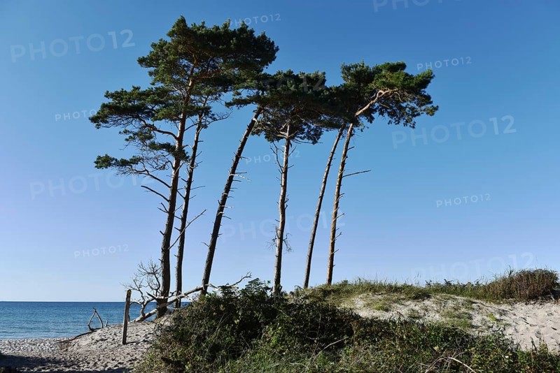 Windflüchter, pine trees on the Darß on the Baltic Sea, Mecklenburg-Western Pomerania, Germany