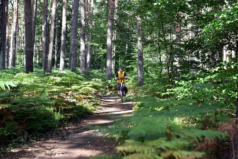 Woman riding a bicycle in a pine forest, Darß Primeval Forest, Mecklenburg-Western Pomerania, Germany