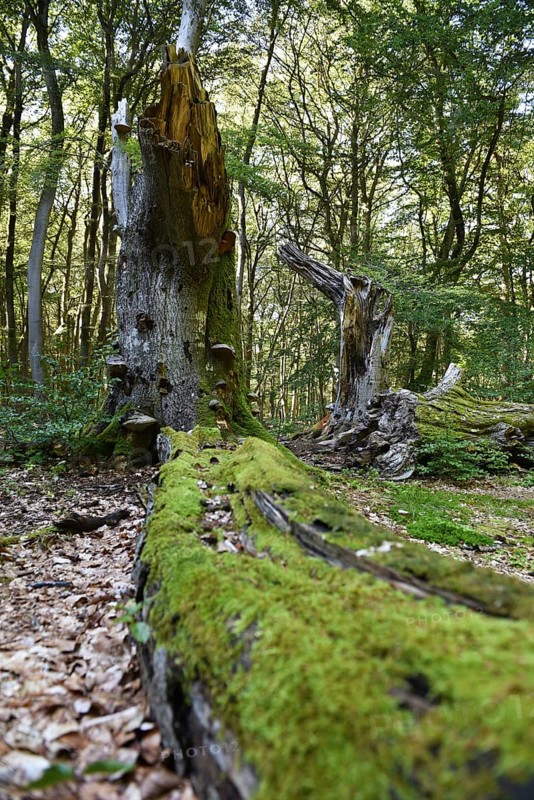Dead wood in beech forest, Darß primeval forest, Darßer Wald, Mecklenburg-Western Pomerania, Germany