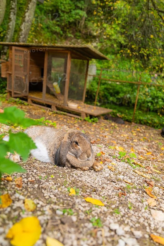 A hare sitting in an outdoor enclosure surrounded by fallen leaves, Wimsener Höhle, Hayingen, Germany