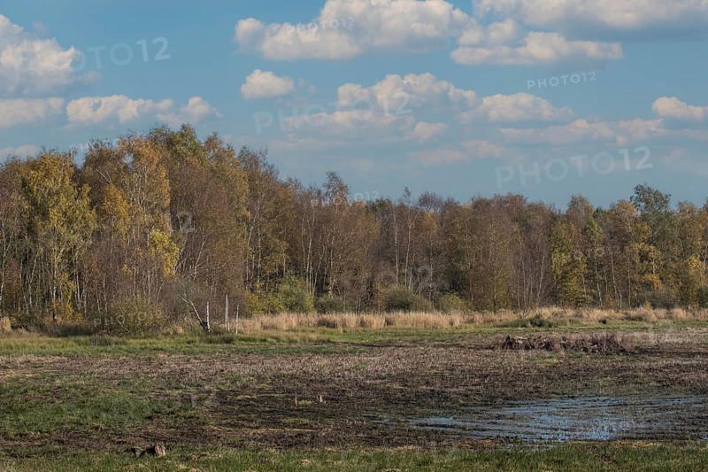 Zwillbrocker Venn, nature reserve, Zwillbrock, Vreden, Münsterland, North Rhine-Westphalia, Germany