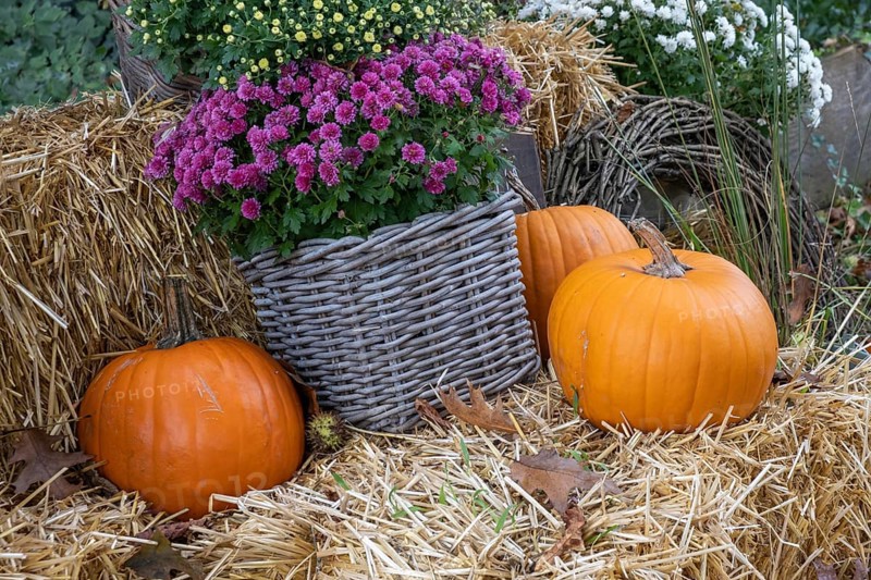 Orange pumpkins and purple chrysanthemums in a basket on straw bales, Münsterland, North Rhine-Westphalia, Germany