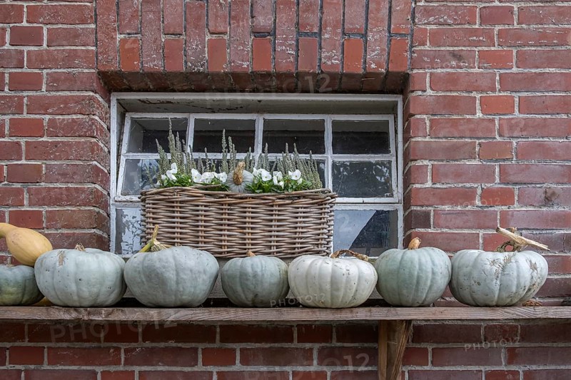 Pumpkins on wooden shelf in front of a window on brick wall. Basket with flowers, Münsterland, North Rhine-Westphalia, Germany
