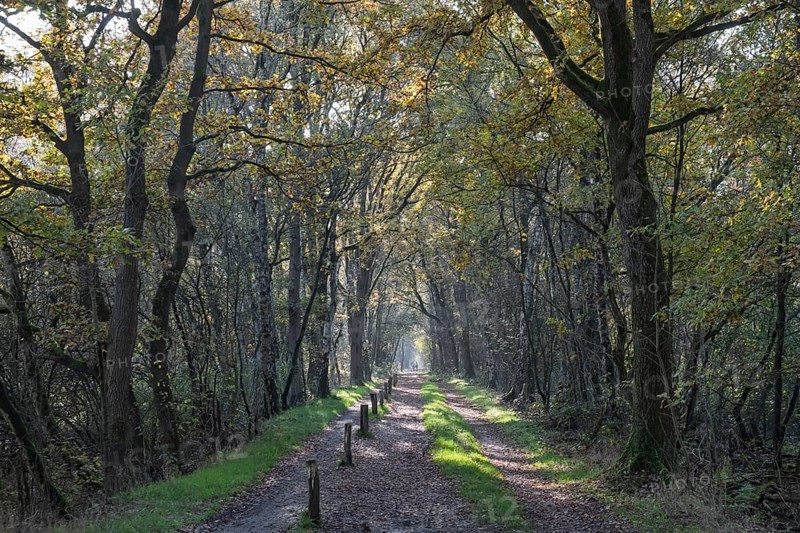 Zwillbrocker Venn, nature reserve, Zwillbrock, Vreden, North Rhine-Westphalia, Germany