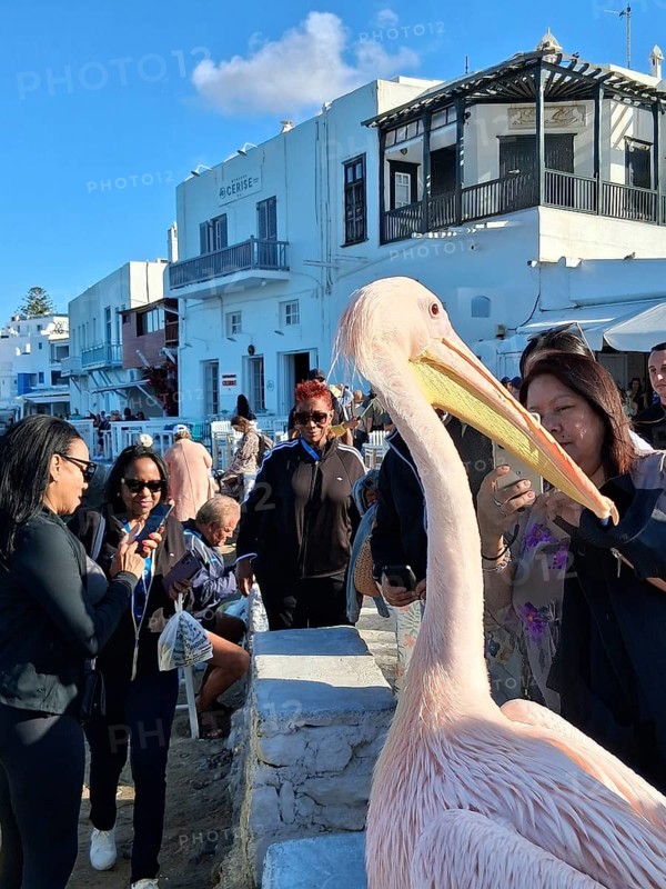 Pelican in front of Little Venice, Chora, Mykonos Town, Mykonos, Cyclades Islands, Greece