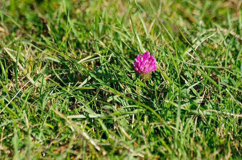 The red blossom of meadow clover, also known as red clover, sets an interesting color accent on a green meadow