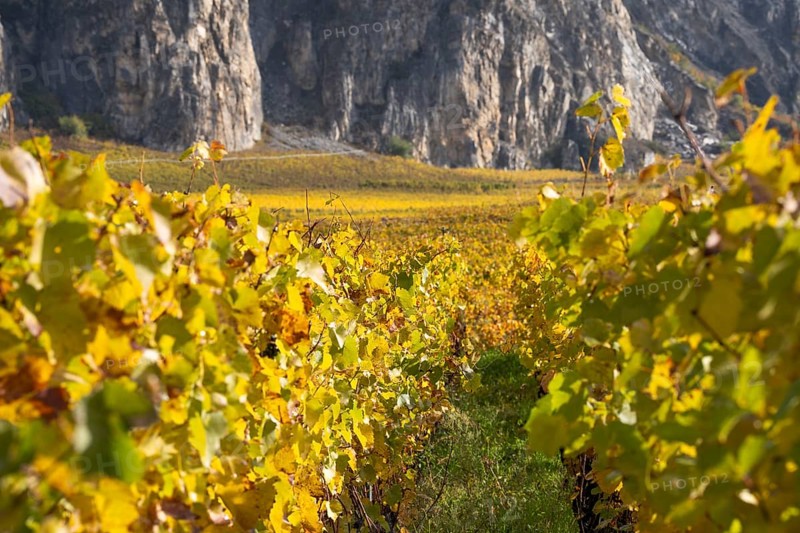 Vineyard landscape in autum colours, vibrant yellow and orange. In background large mountain wall. Rhone valley, Chamoson, Switzerland