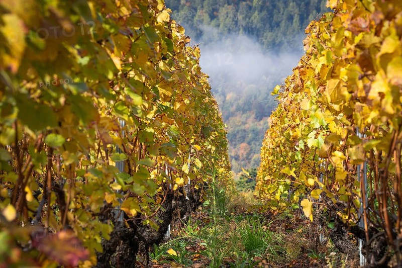 Autumn vineyard, path in beautiful colours yellow and orange. In background forest in autumn colours. Rhone valley, Chamoson, Switzerland