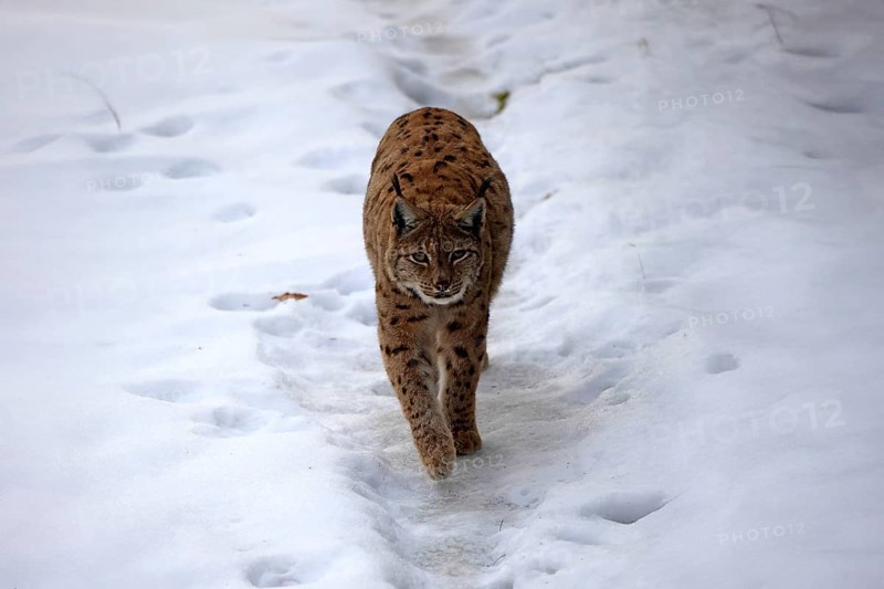 Carpathian lynx (Lynx lynx carpathicus), adult, in winter, in snow, running, stalking, alert, Bavarian Forest, Bavaria, Germany, Europe, Germany