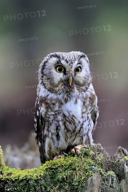 Roughfoot owl (Aegolius funereus), groufoot owl, adult, perch, tree trunk, alert, in winter, Bohemian Forest, Czech Republic, Europe, Germany