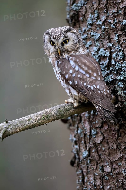 Roughfoot owl (Aegolius funereus), groufoot owl, adult, on tree, alert, in winter, Bohemian Forest, Czech Republic, Europe, Germany