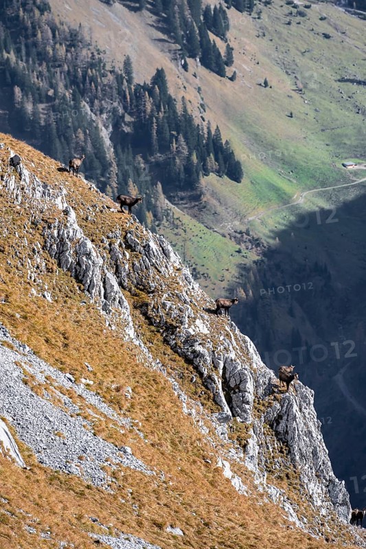 Chamois on steep rocks with a wide valley in the background, eastern Karwendel, Tyrol, Austria