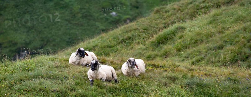 Three sheep with black heads in the meadow, Hohe Tauern National Park, Carinthia, Austria
