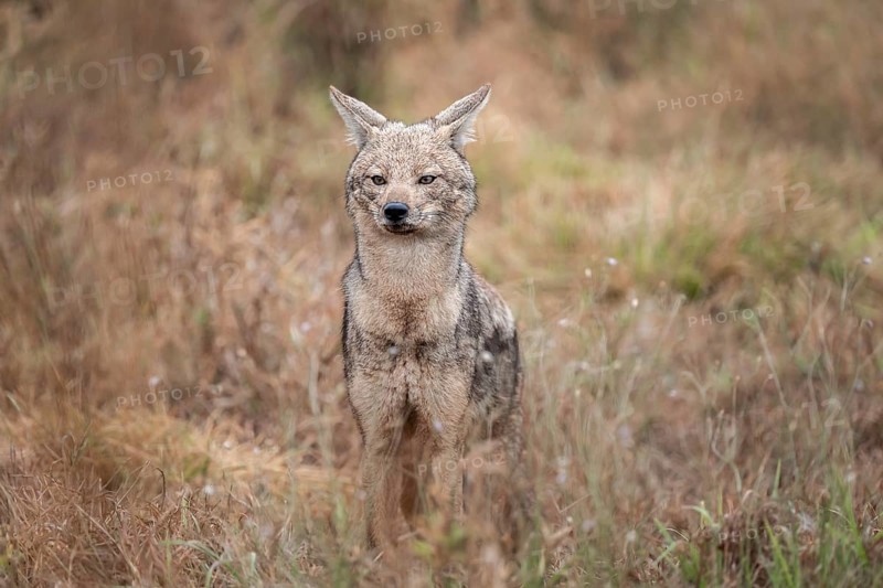 Side-striped jackal (Canis adustus), Kruger Nationalpark, South Africa