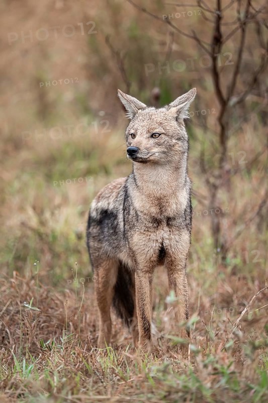Side-striped jackal (Canis adustus), Kruger Nationalpark, South Africa
