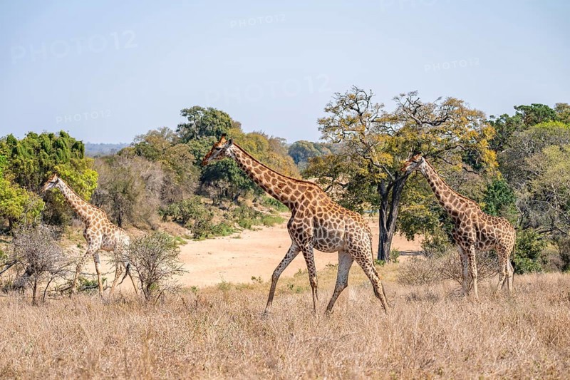 Three cape giraffes (Giraffa giraffa giraffa), African savanna, Kruger National Park, South Africa