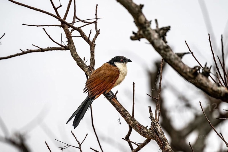 Spur cuckoo (Centropus senegalensis), Kruger National Park, South Africa