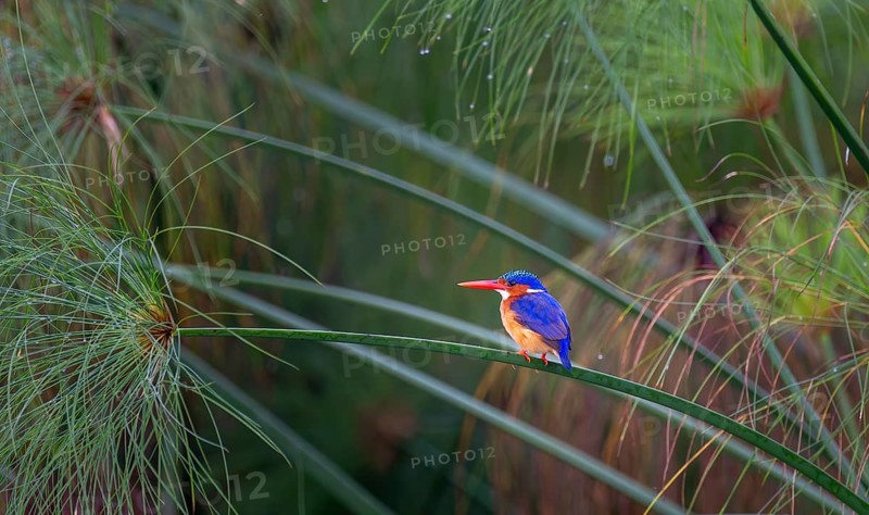 Crest dwarf (Corythornis cristatus), bird sitting on a reed leaf, Mabamba swamp, Lake Victoria, Uganda