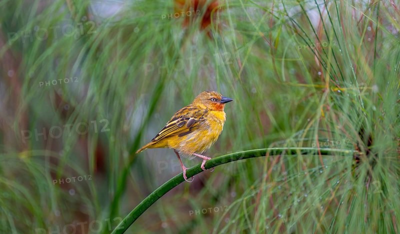 Reed weaver (Ploceus castanops), female, bird sitting on papyrus stalk, Mabamba swamp, Lake Victoria, Uganda