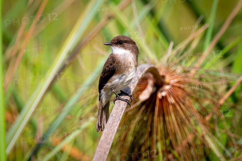 White-bellied Phoebetyrane (Sayornis phoebe), Mabamba Swamp, Lake Victoria, Uganda