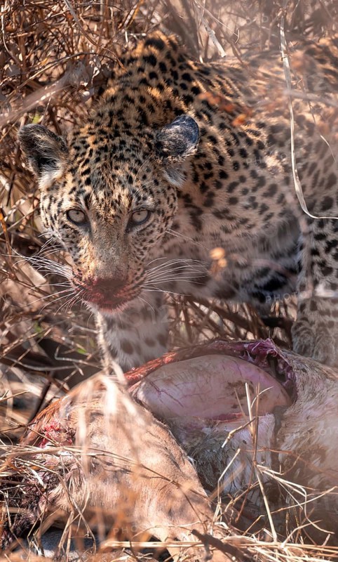 Leopard (Panthera pardus) feeding on a kill, adult, Kruger National Park, South Africa