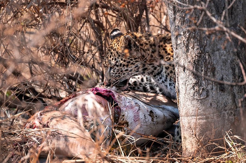 Leopard (Panthera pardus) feeding on a kill, adult, Kruger National Park, South Africa
