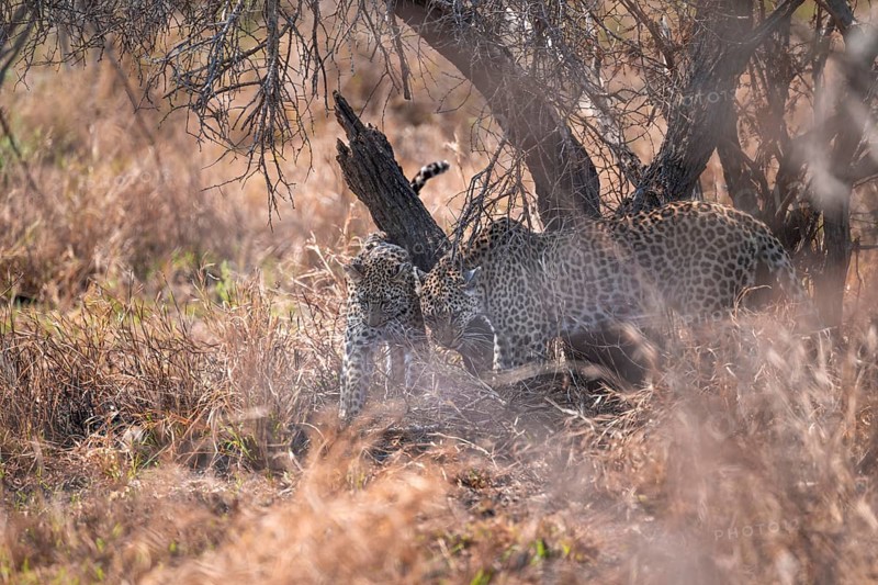 Leopard (Panthera pardus), mother cuddles with young, in dry grass, adult, Kruger National Park, South Africa
