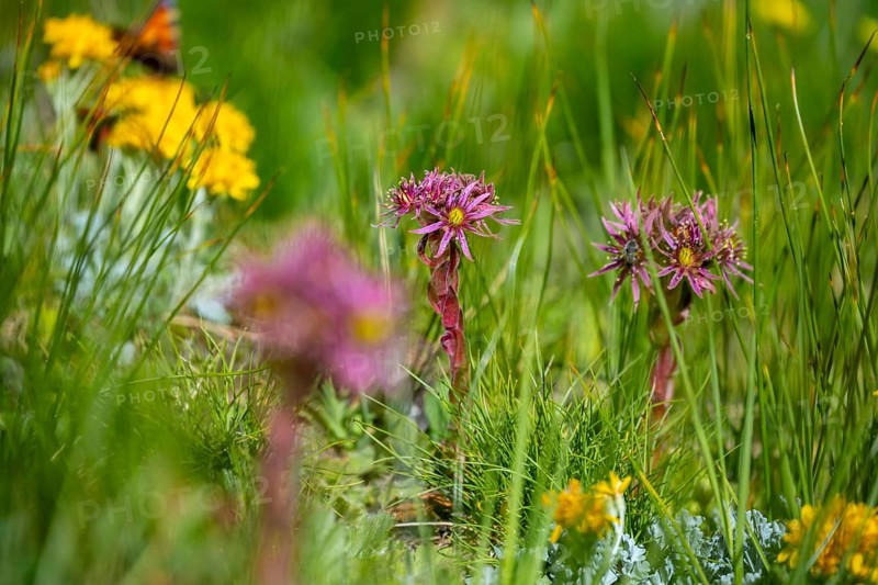 Berg Houseleek or Liveforever (Sempervivum), Valais Alps, Valais, Switzerland