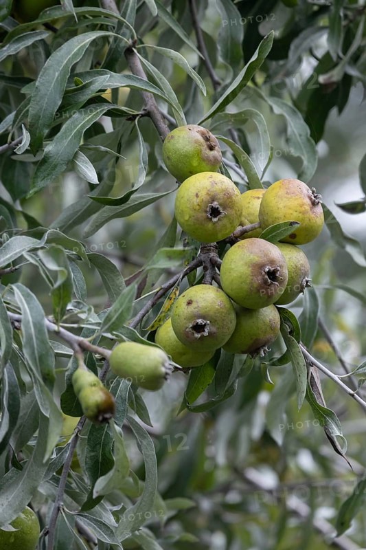 Willow leaf pear (Pyrus salicifolia) Rosaceae family, fruits, fruit stand, Münsterland, North Rhine-Westphalia, Germany