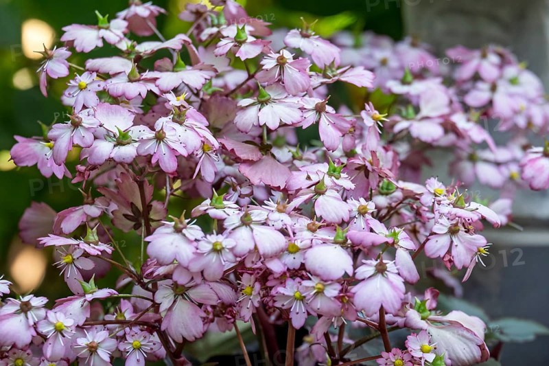 Herbststeinbrech, (Saxifraga cortusifolia var. fortunei), pink flowers, Münsterland, North Rhine-Westphalia, Germany