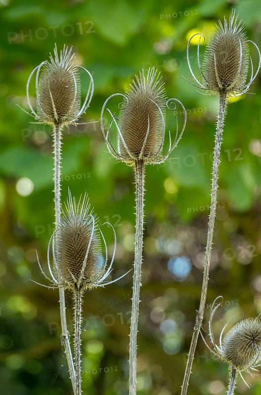 Wild card (Dipsacus fullonum), Samenstand, Münsterland, North Rhine-Westphalia, Germany