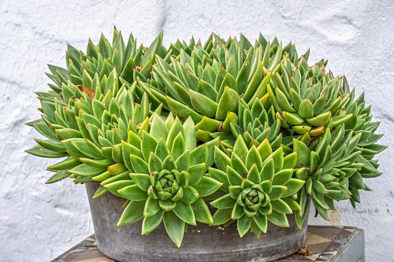 Echeveria agavoides, Münsterland, North Rhine-Westphalia, Germany