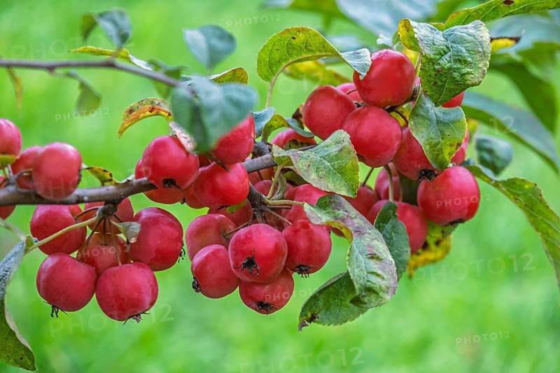 Ornamental apple tree (Malus spec.), with fruits, Münsterland, North Rhine-Westphalia, Germany