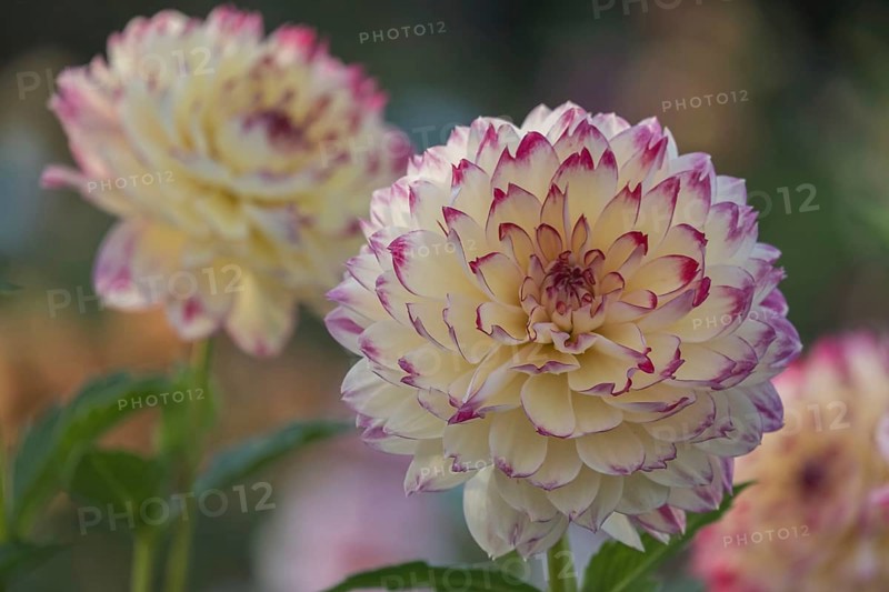 Dahlia (Dahlia), Münsterland, North Rhine-Westphalia, Germany