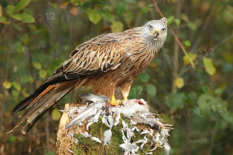 Red kite (Milvus milvus) secures a captured domestic pigeon (Columba livia domestica) Allgäu, Bavaria, Germany, Allgäu, Bavaria, Germany