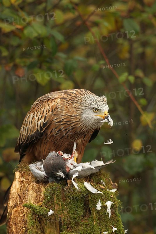 Red kite (Milvus milvus) eats on captured domestic pigeon (Columba livia domestica) Allgäu, Bayern, Germany, Allgäu, Bavaria, Germany