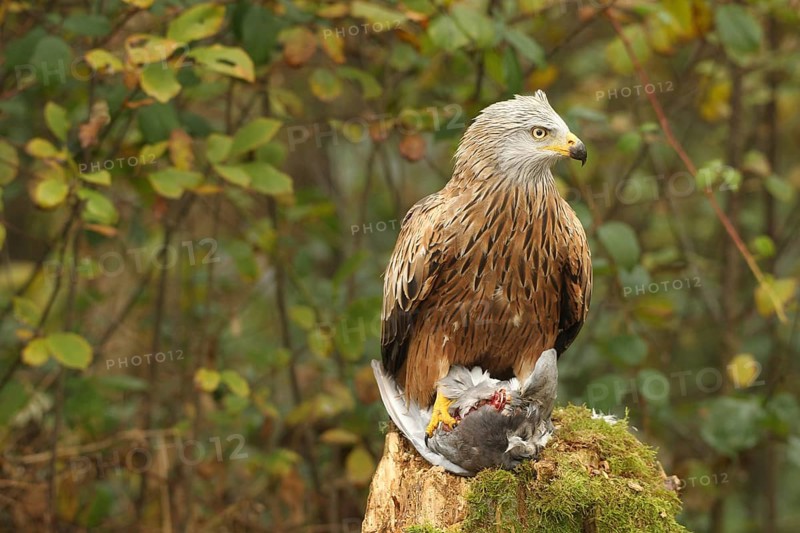 Red kite (Milvus milvus) on captured domestic pigeon (Columba livia domestica) Allgäu, Bavaria, Germany, Allgäu, Bavaria, Germany