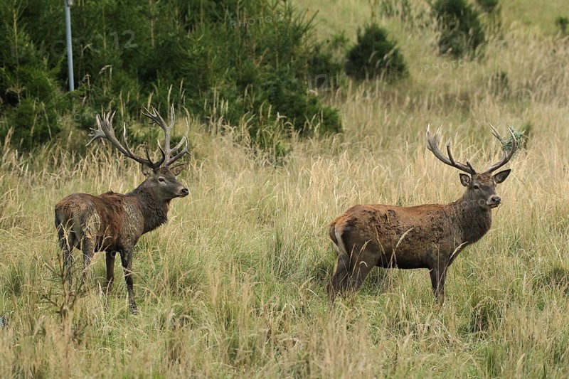 Red deer (Cervus elaphus) deer in tall, dry old grass, the right with wire mesh in left antler rod, Allgäu, Bavaria, Germany, Allgäu, Bavaria, Germany