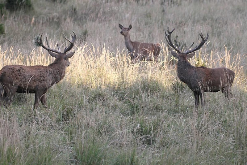 Red deer (Cervus elaphus) deer looking at female pieces in tall, dry old grass, one of them with wire mesh in the antlers, Allgäu, Bavaria, Germany, Allgäu, Bavaria, Germany