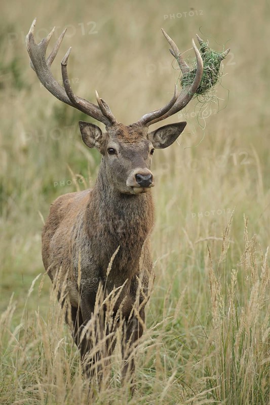 Red deer (Cervus elaphus) deer with wire mesh in left antler pole, Allgäu, Bavaria, Germany, Allgäu, Bavaria, Germany