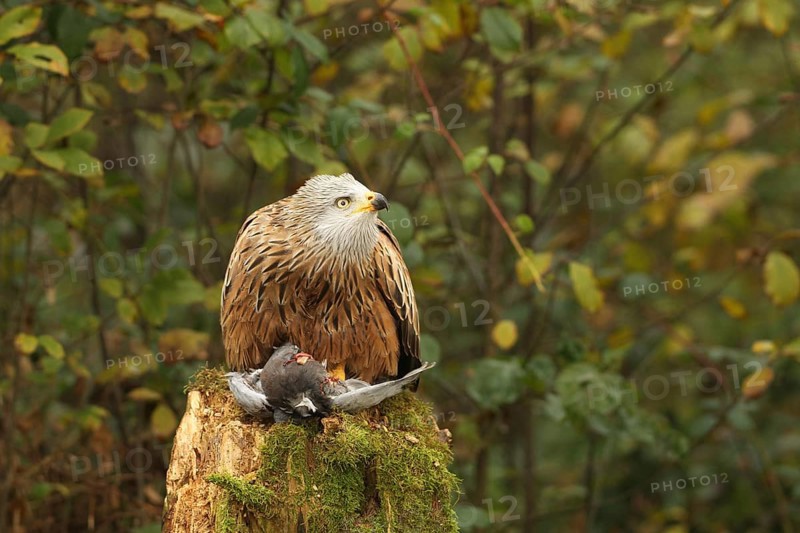Red kite (Milvus milvus) on captured domestic pigeon (Columba livia domestica) observing flying conspecifics in the sky, Allgäu, Bavaria, Germany, Allgäu, Bavaria, Germany