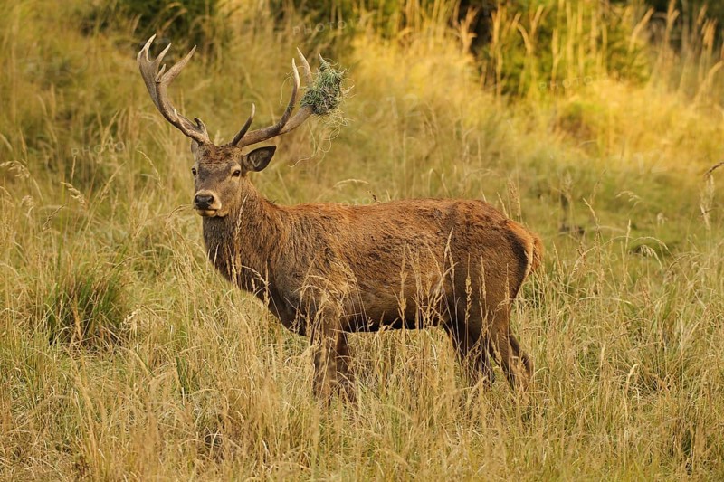 Red deer (Cervus elaphus) deer with wire mesh in left antler pole secures tall, dry old grass in the evening light, Allgäu, Bavaria, Germany, Allgäu, Bavaria, Germany