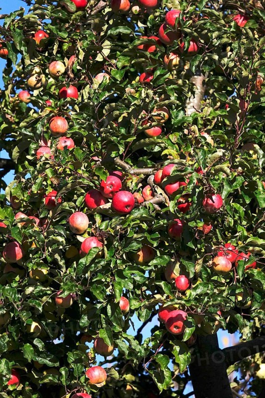 Tree with ripe apples, autumn, Germany