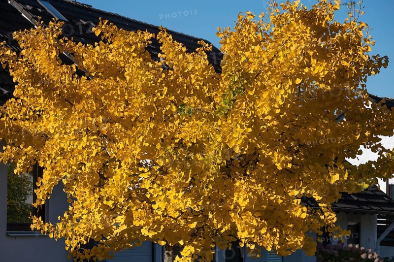 Bright yellow autumn color of a ginkgo or ginko tree (ginkgo biloba), Eckental, Middle Franconia, Bavaria, Germany
